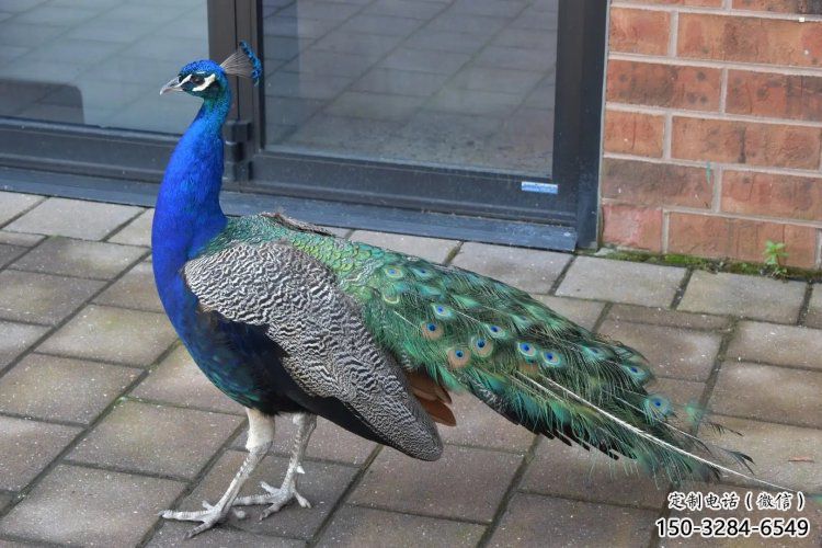 彩繪孔雀雕塑精品，標識雕塑，小區仿真孔雀雕塑供給?